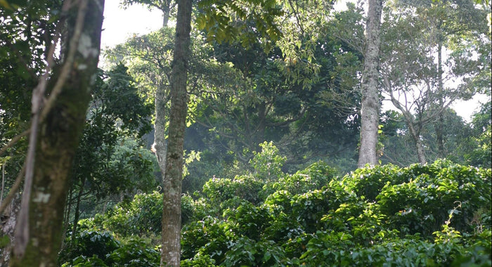 Shade Grown Coffee: What it means for you, the farmers, and the crop